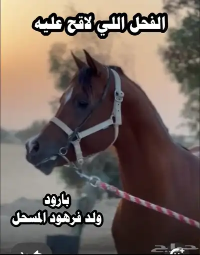 فرس واهو مستوردة من المانيا 3