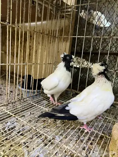 حمام سوداني آلماني تم البيع 3