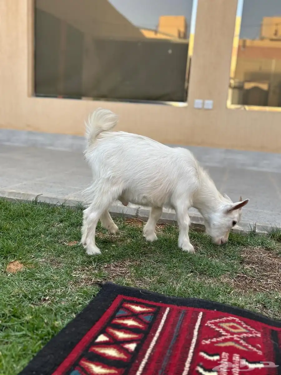 ماعز قزمي 2