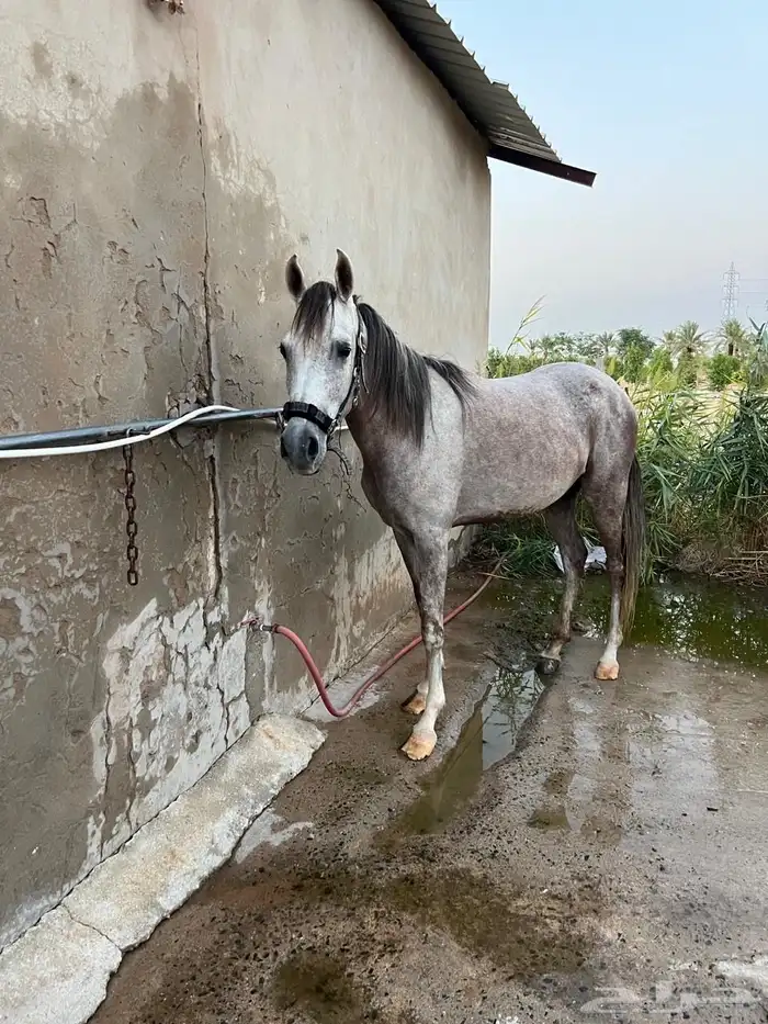 فرس شعبية عربية للبيع 2