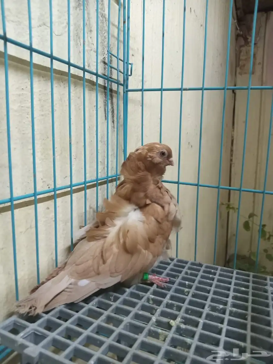 كيشك 1