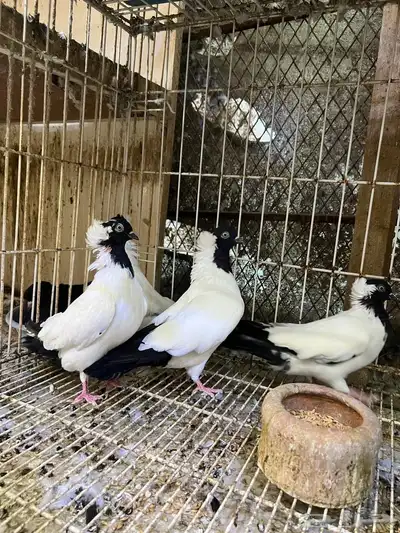 حمام سوداني آلماني تم البيع 1