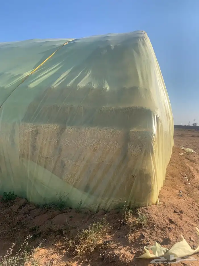 تبن نظيف ما جاه مطر أبدا 3