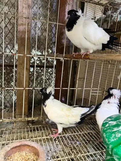 حمام سوداني آلماني تم البيع 0