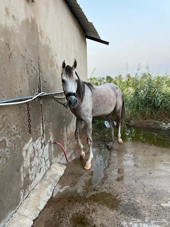 فرس شعبية عربية للبيع 0