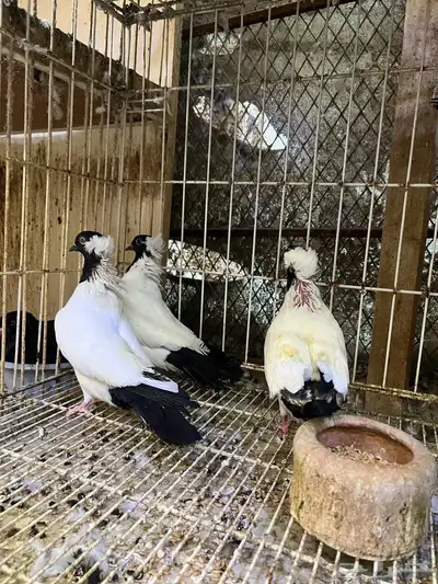 حمام سوداني آلماني تم البيع 2
