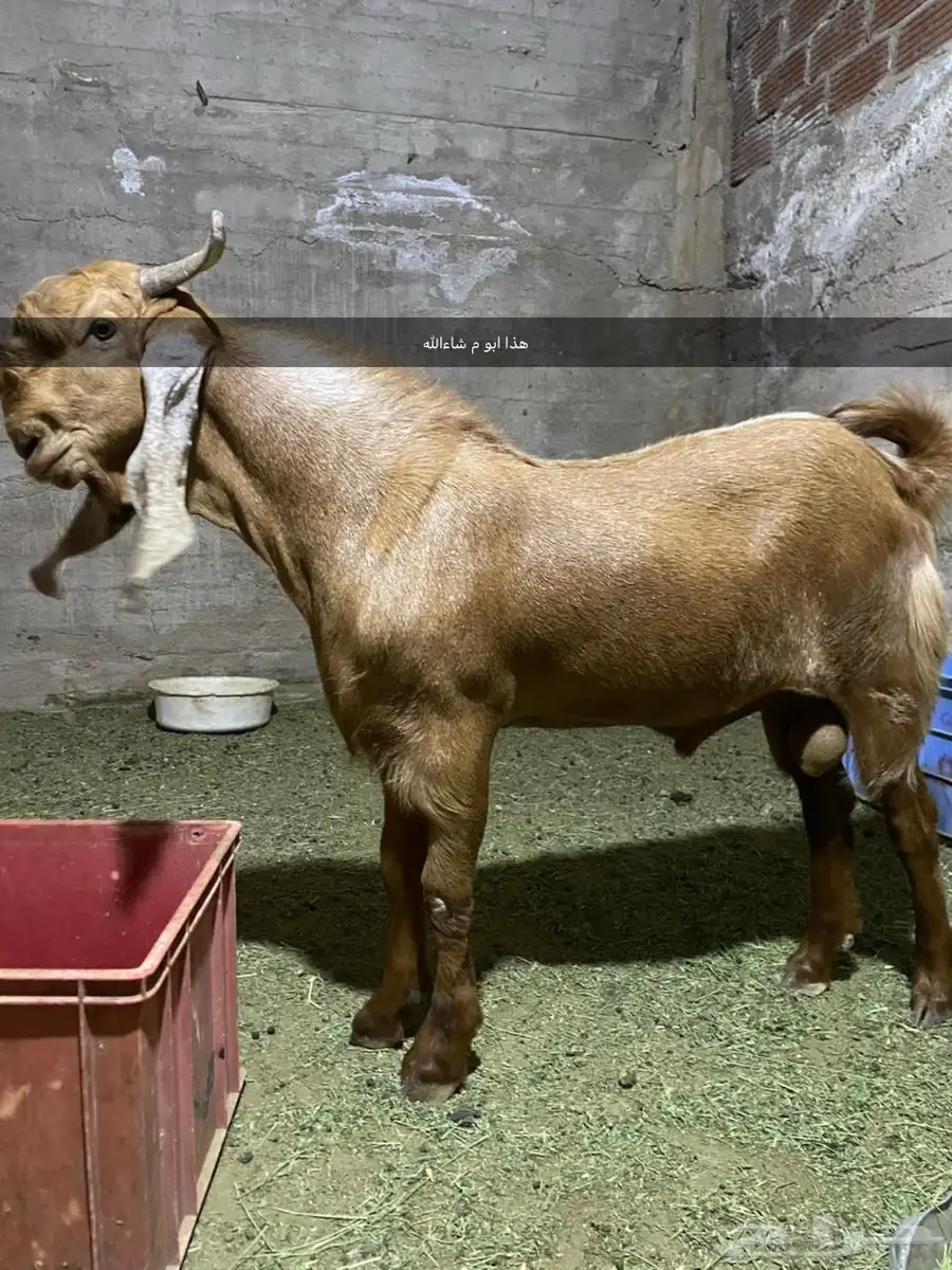 مكه الحسينية 3