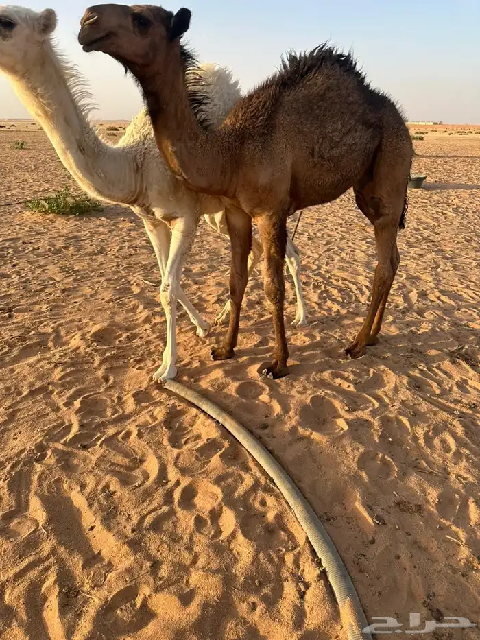 حوار لباني 0