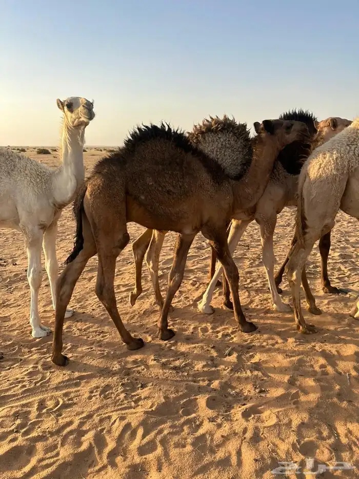 حوار لباني 3