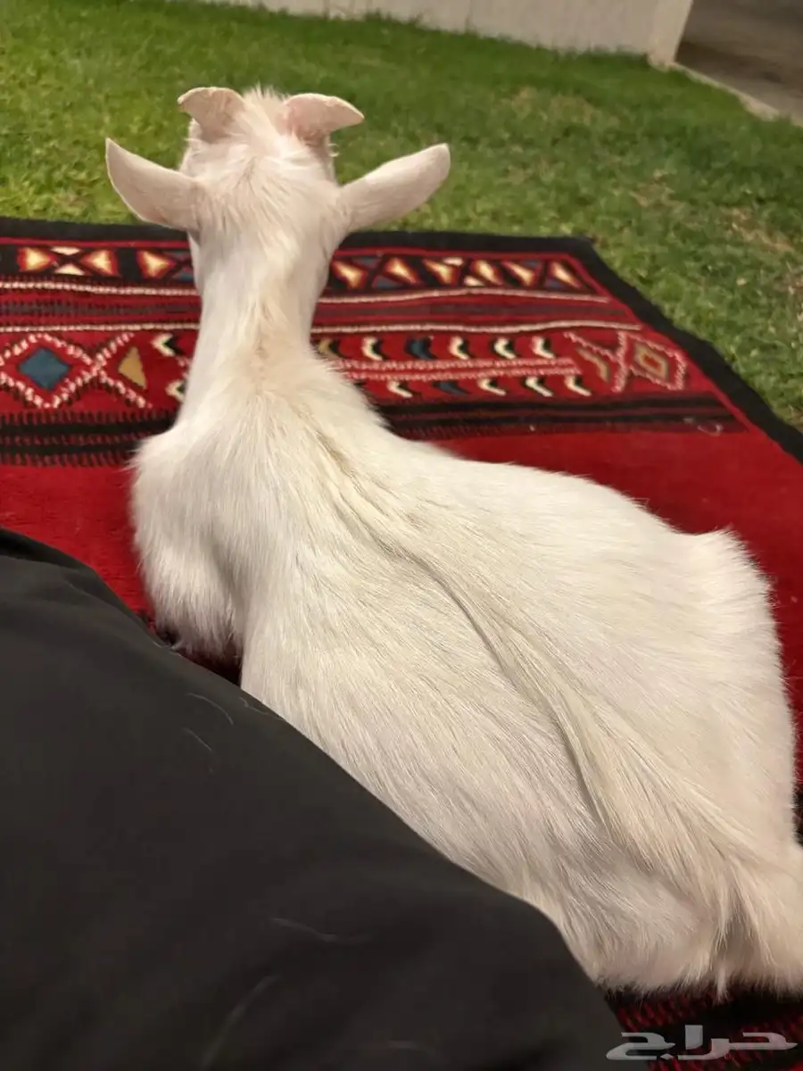 ماعز قزمي 4