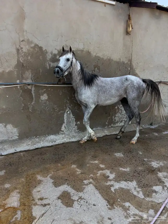 فرس شعبية عربية للبيع 1