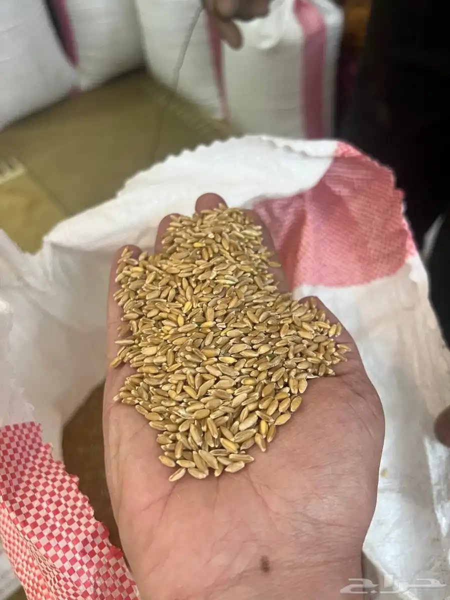 حب بر بلسمر 1