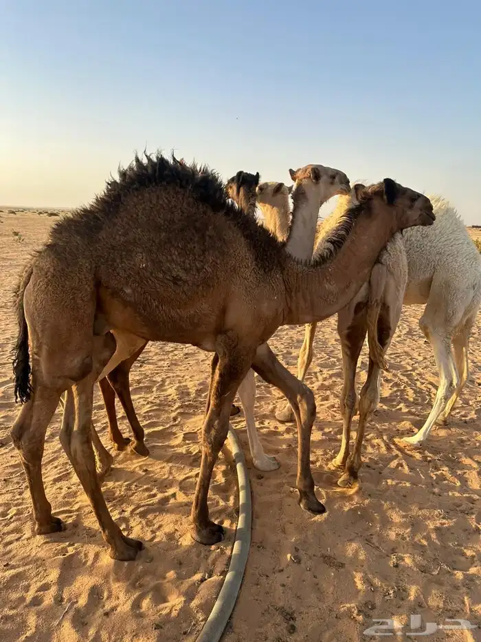 حوار لباني 2