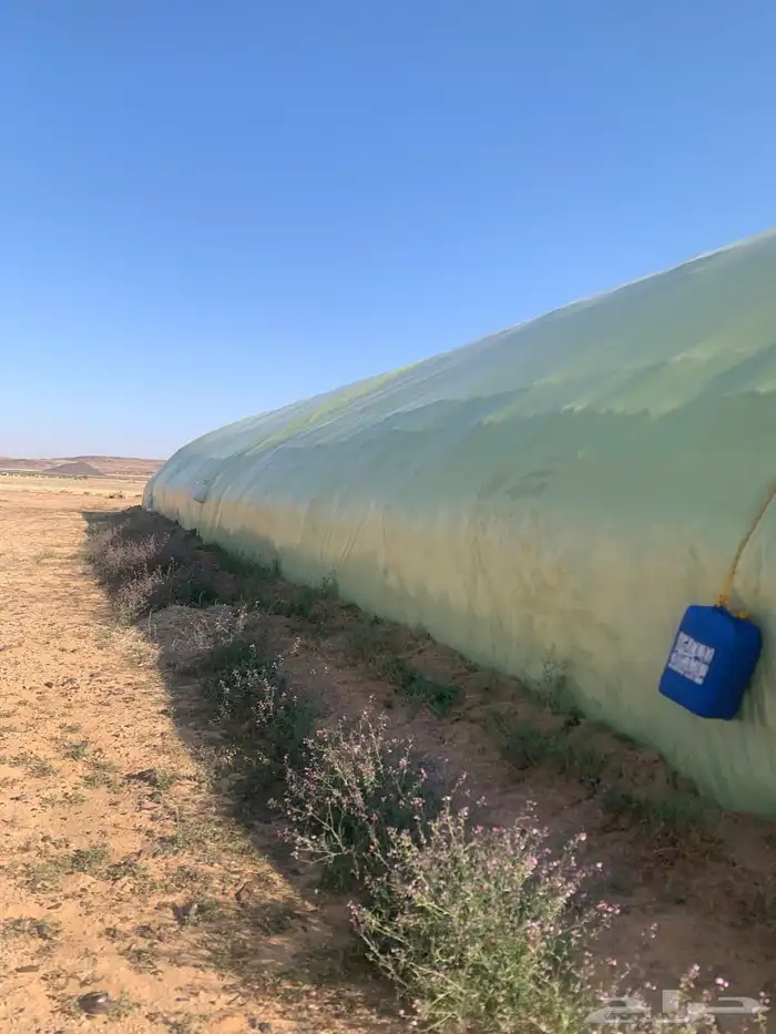تبن نظيف ما جاه مطر أبدا 2