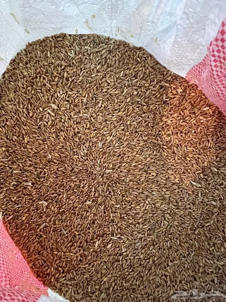 حب بر بلسمر 2