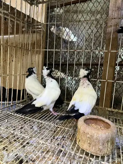 حمام سوداني آلماني تم البيع 6
