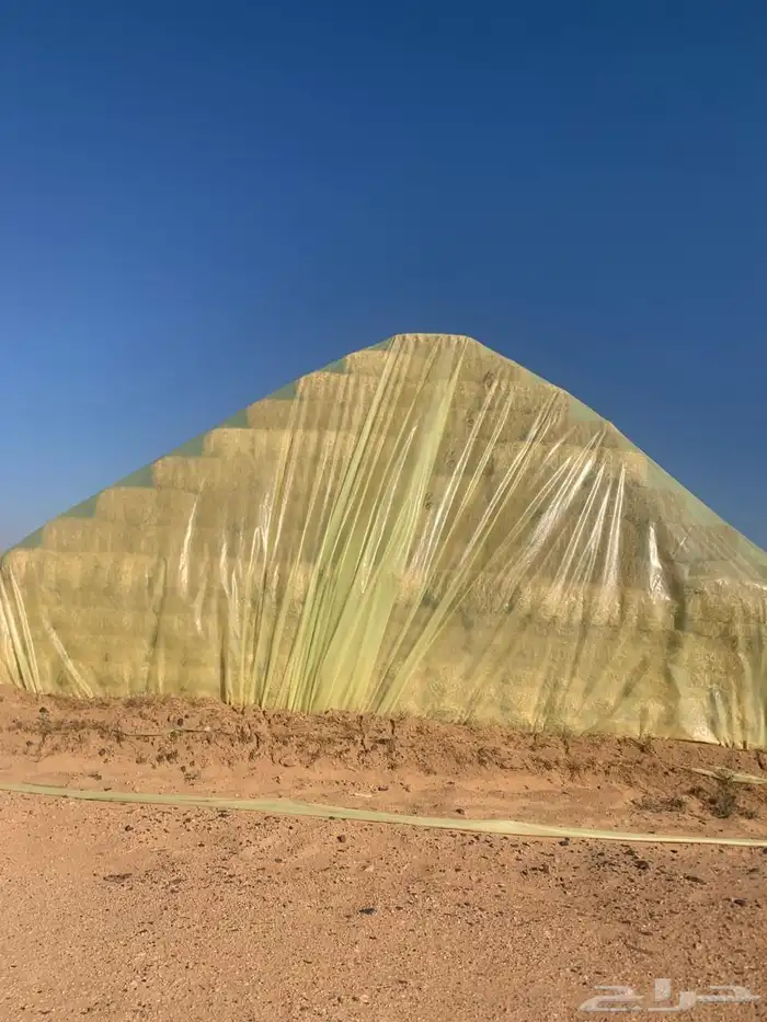 تبن نظيف ما جاه مطر أبدا 1