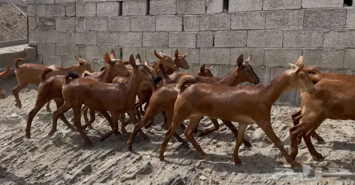 معزا دهم صنف ماشاء الله تم البيييع 4