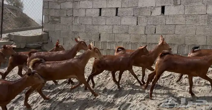 معزا دهم صنف ماشاء الله تم البيييع 10