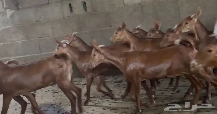 معزا دهم صنف ماشاء الله تم البيييع 23