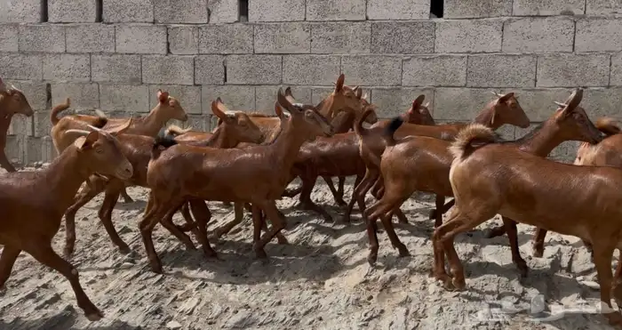 معزا دهم صنف ماشاء الله تم البيييع 0