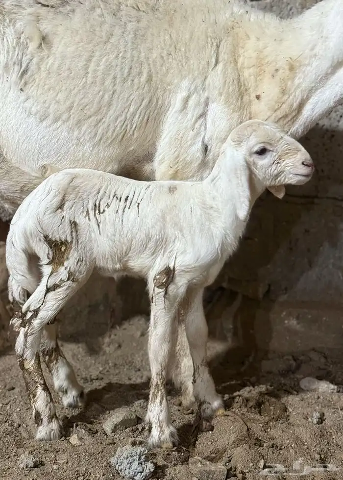 فحل حري مشروط صنف الصنف 8