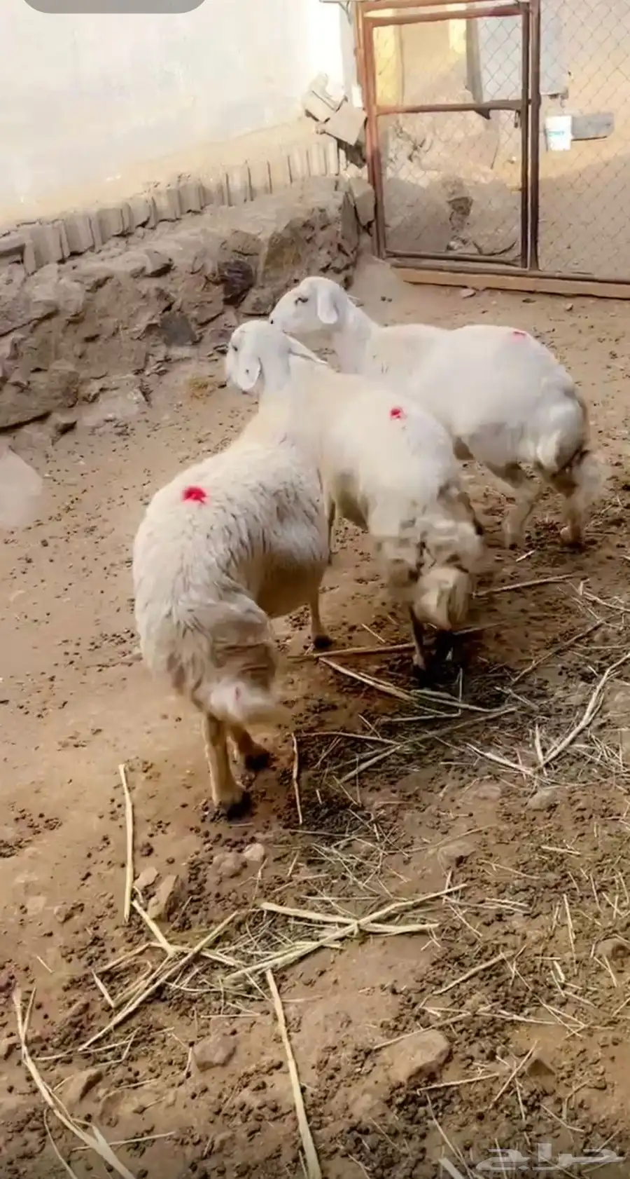 ضان حيل 0