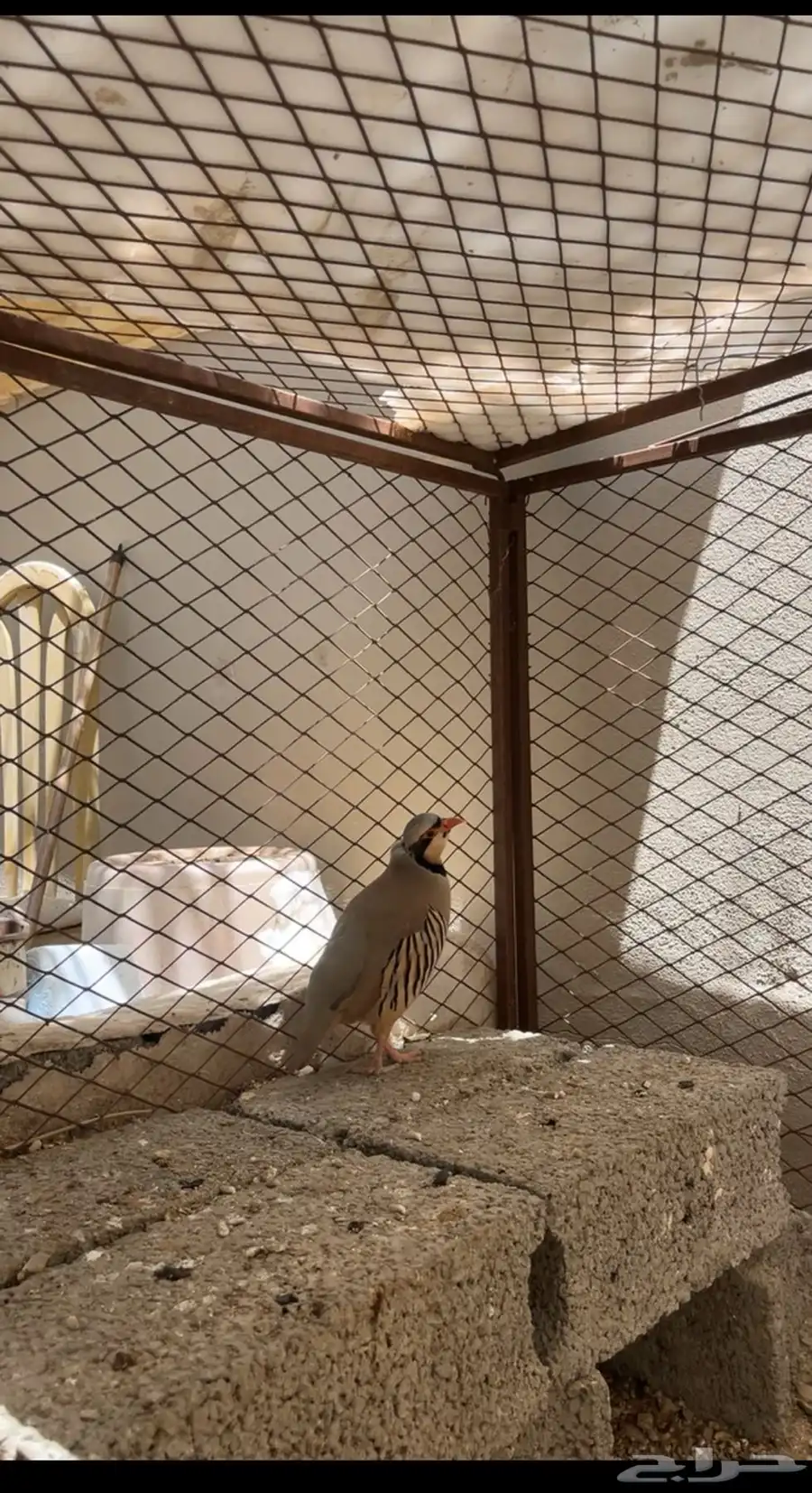 حجل الجنوب 1