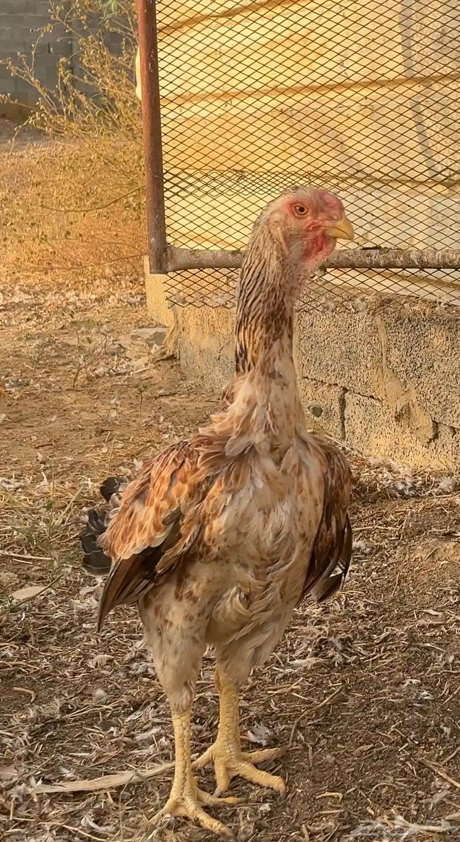 دجاج فارسي للبيع 2