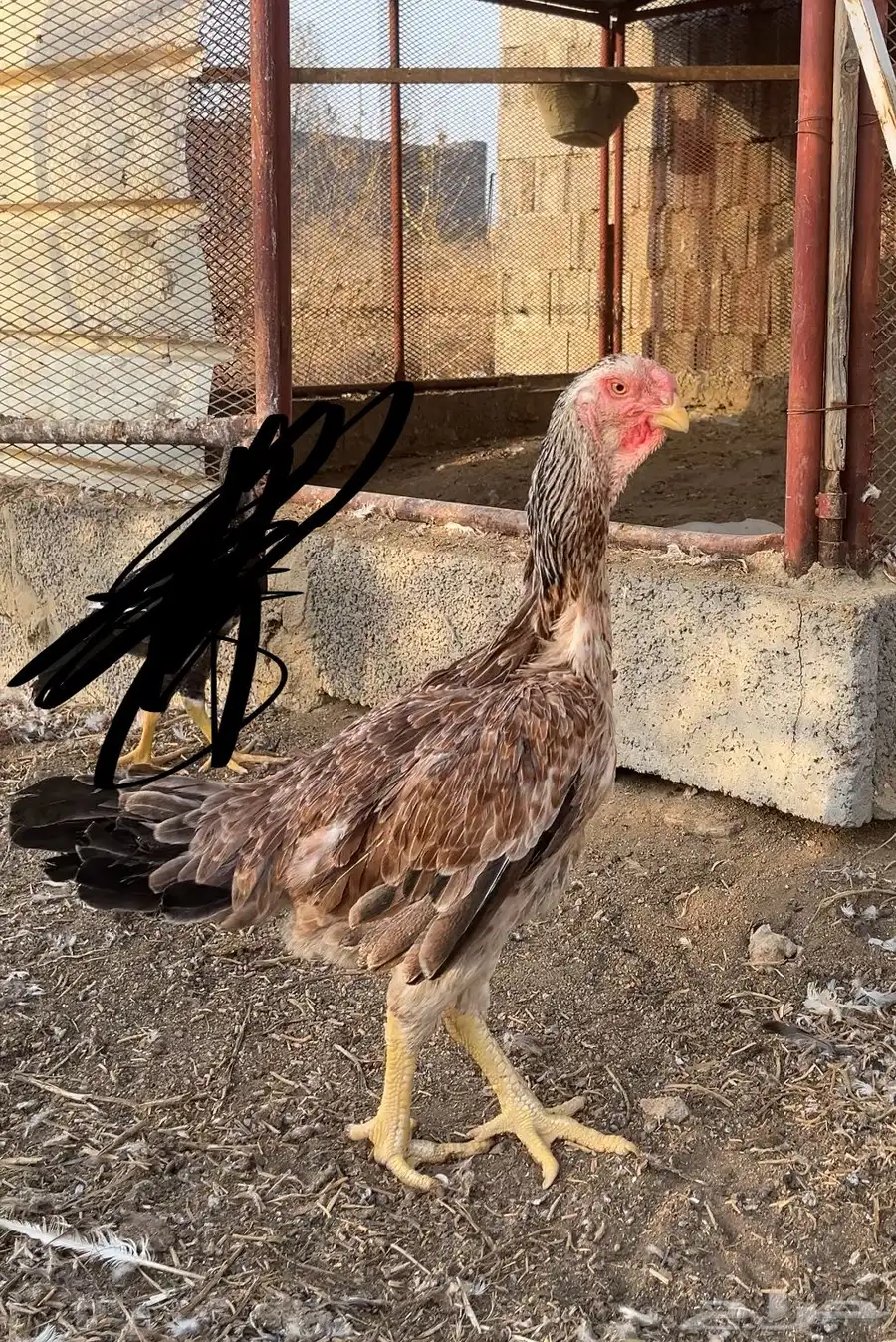 دجاج فارسي للبيع 1