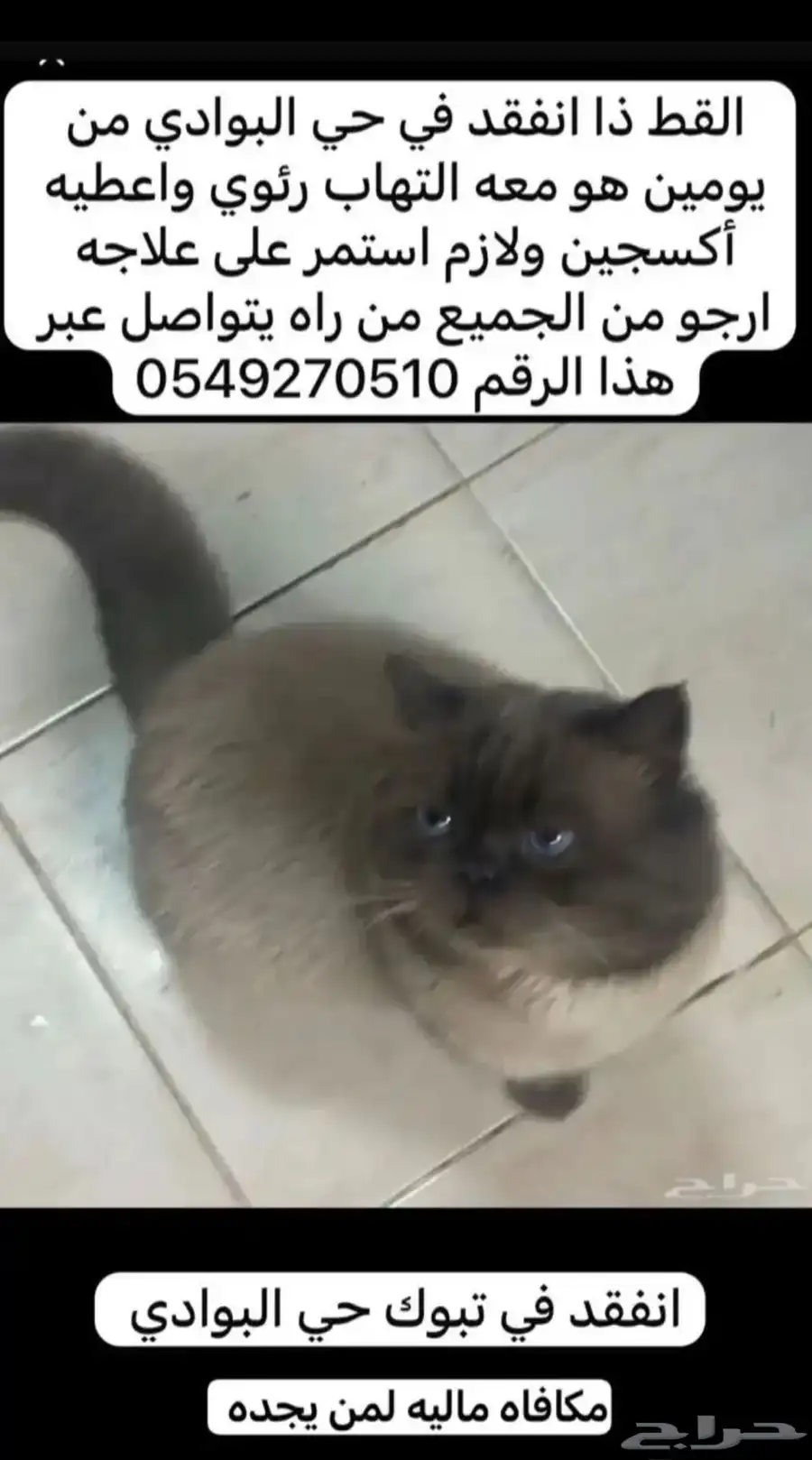 قط مفقود 0