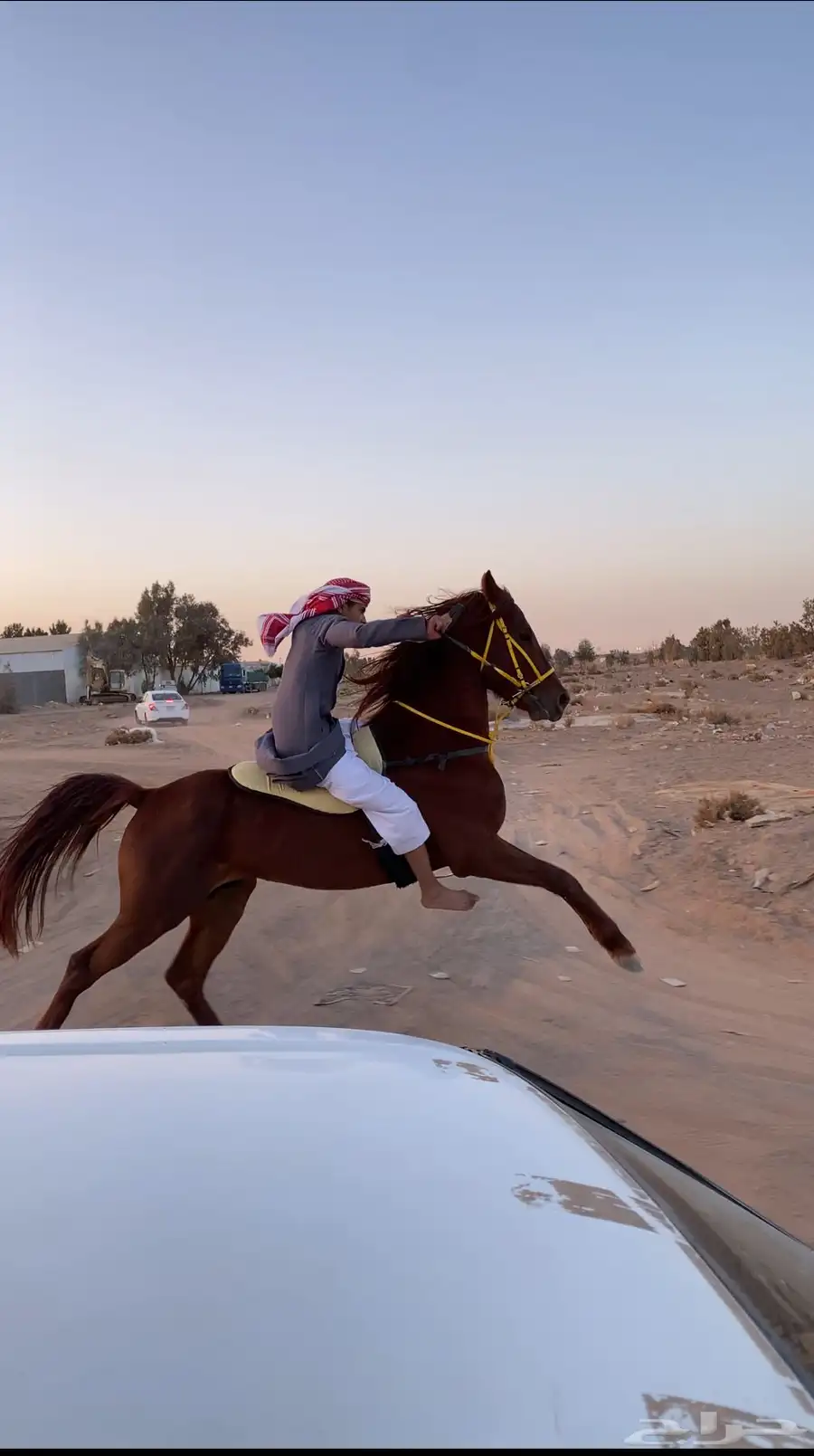 حصان شعبي . 0