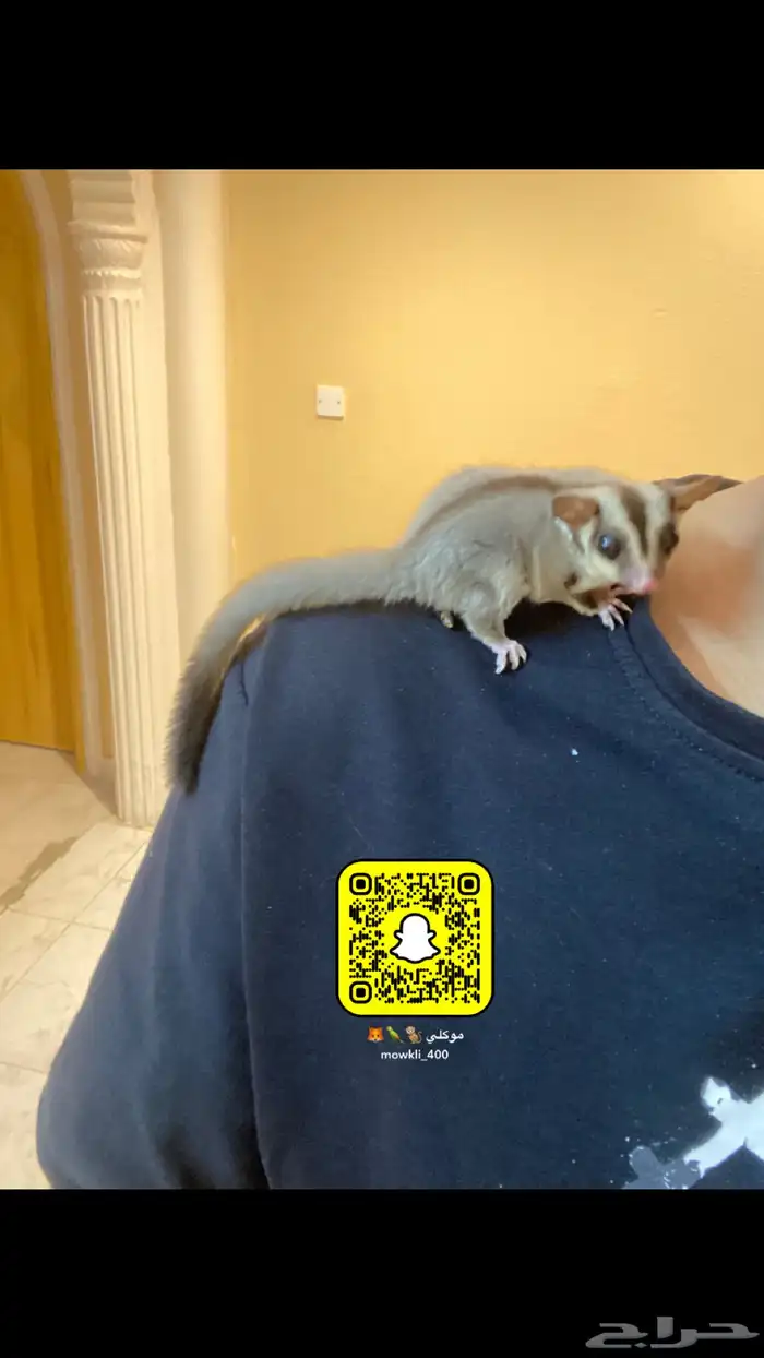 السناجب الطائر اليف 3