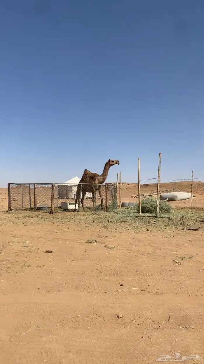 لقحه علي الهدب باقي لها 3 شهور وتلد. سنها رباع 1