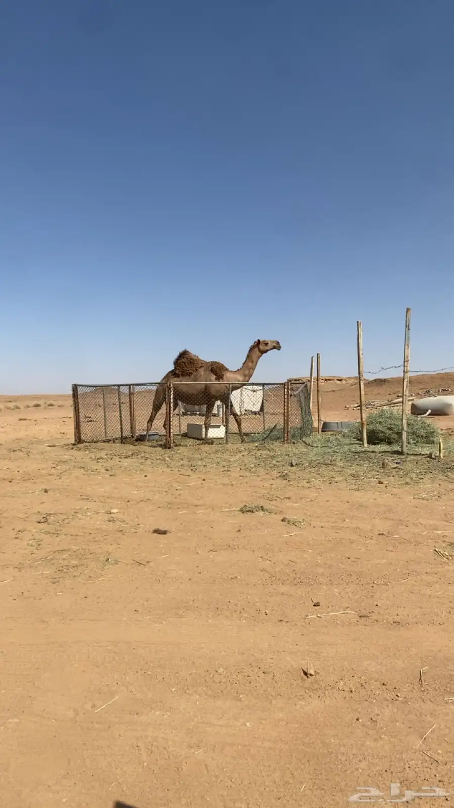 لقحه علي الهدب باقي لها 3 شهور وتلد. سنها رباع 0