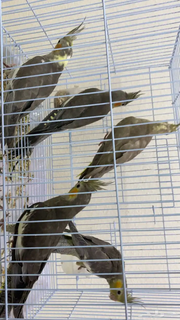 فروخ كروان 0