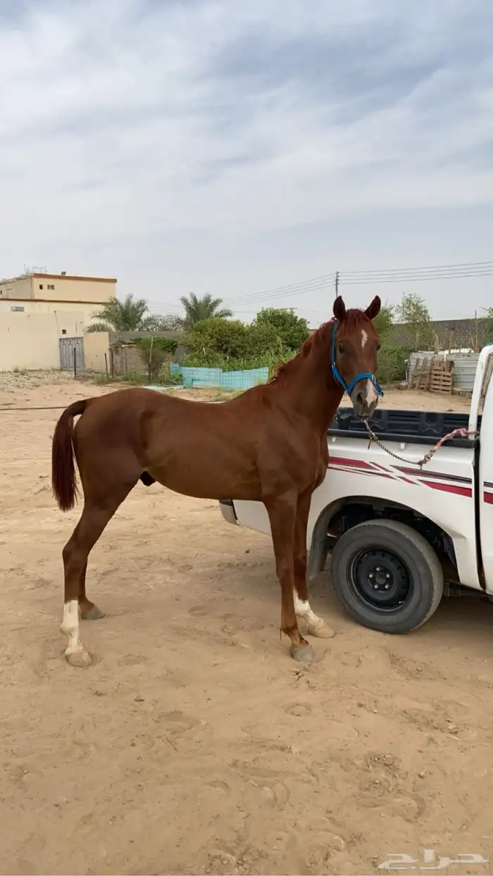 حصان للبيعع 0