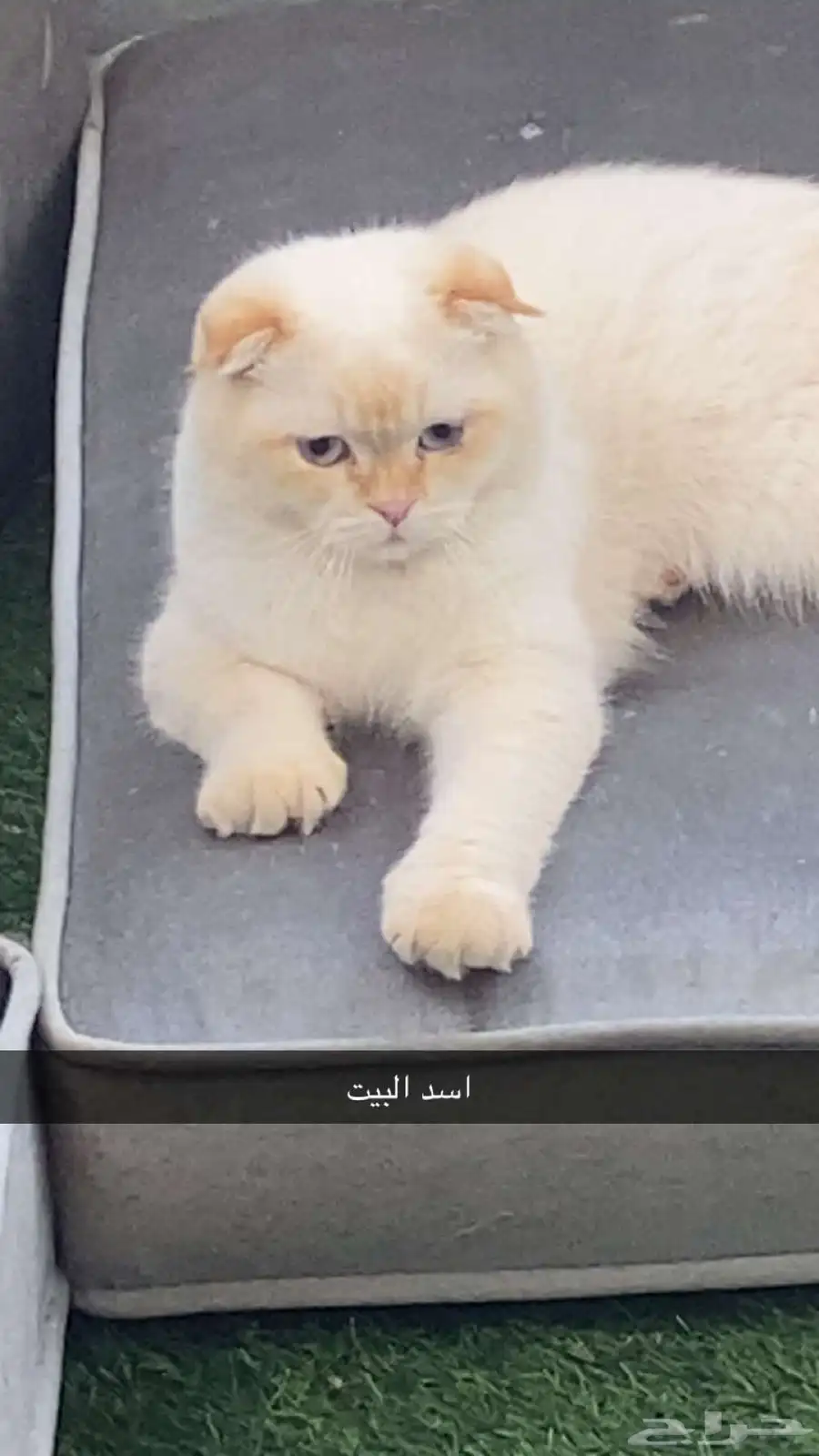 قط ذكر سكوتش 1