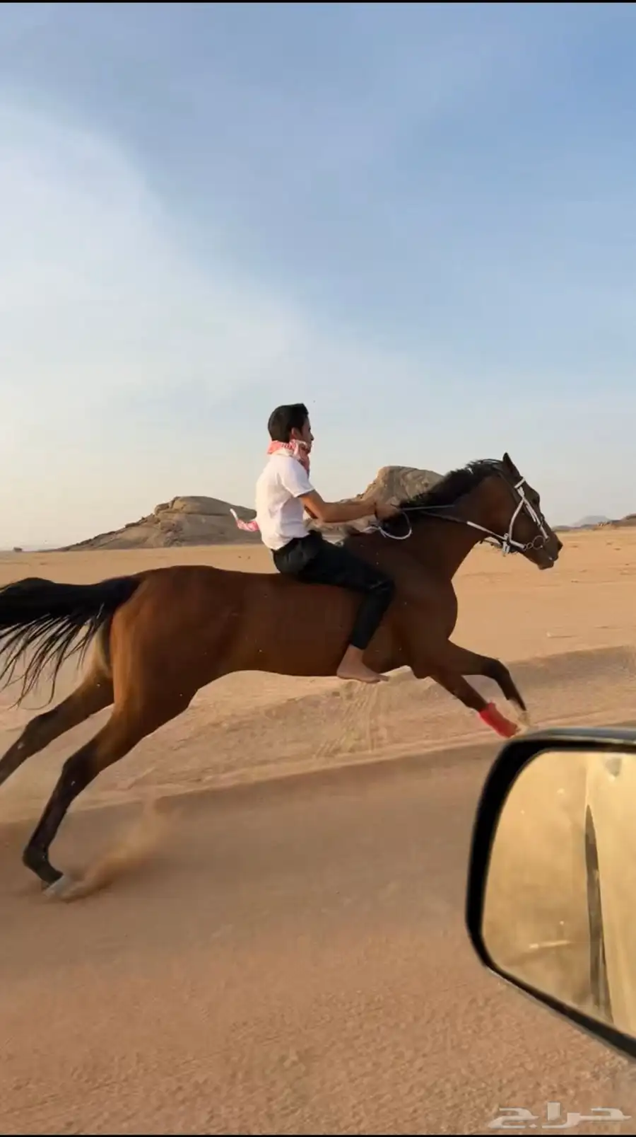 فرس شعبيه 1