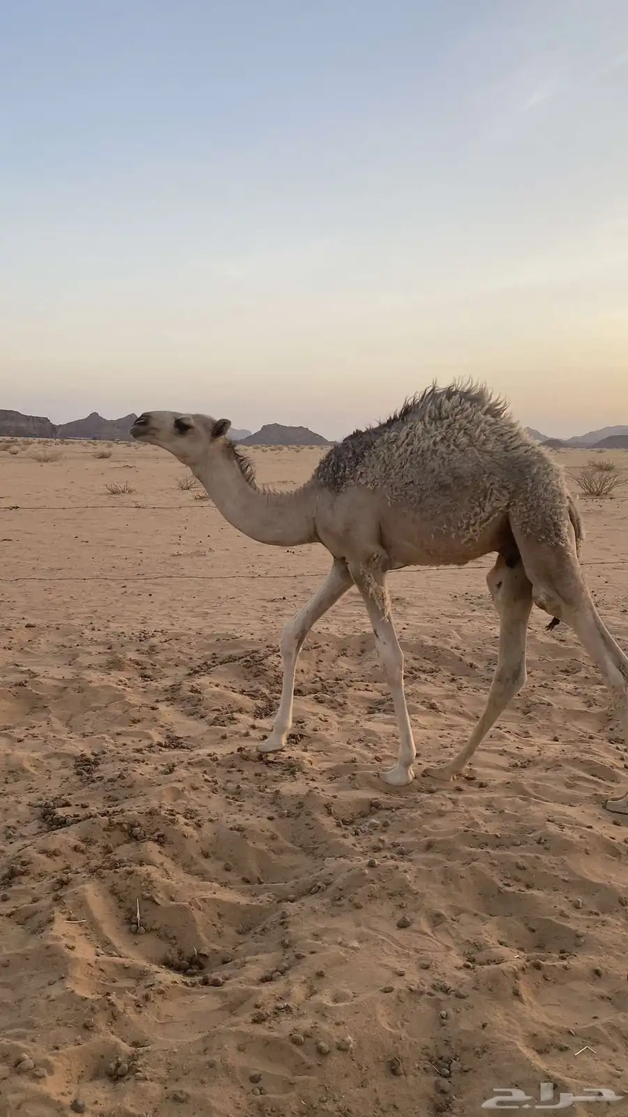 قعود للبيع 1