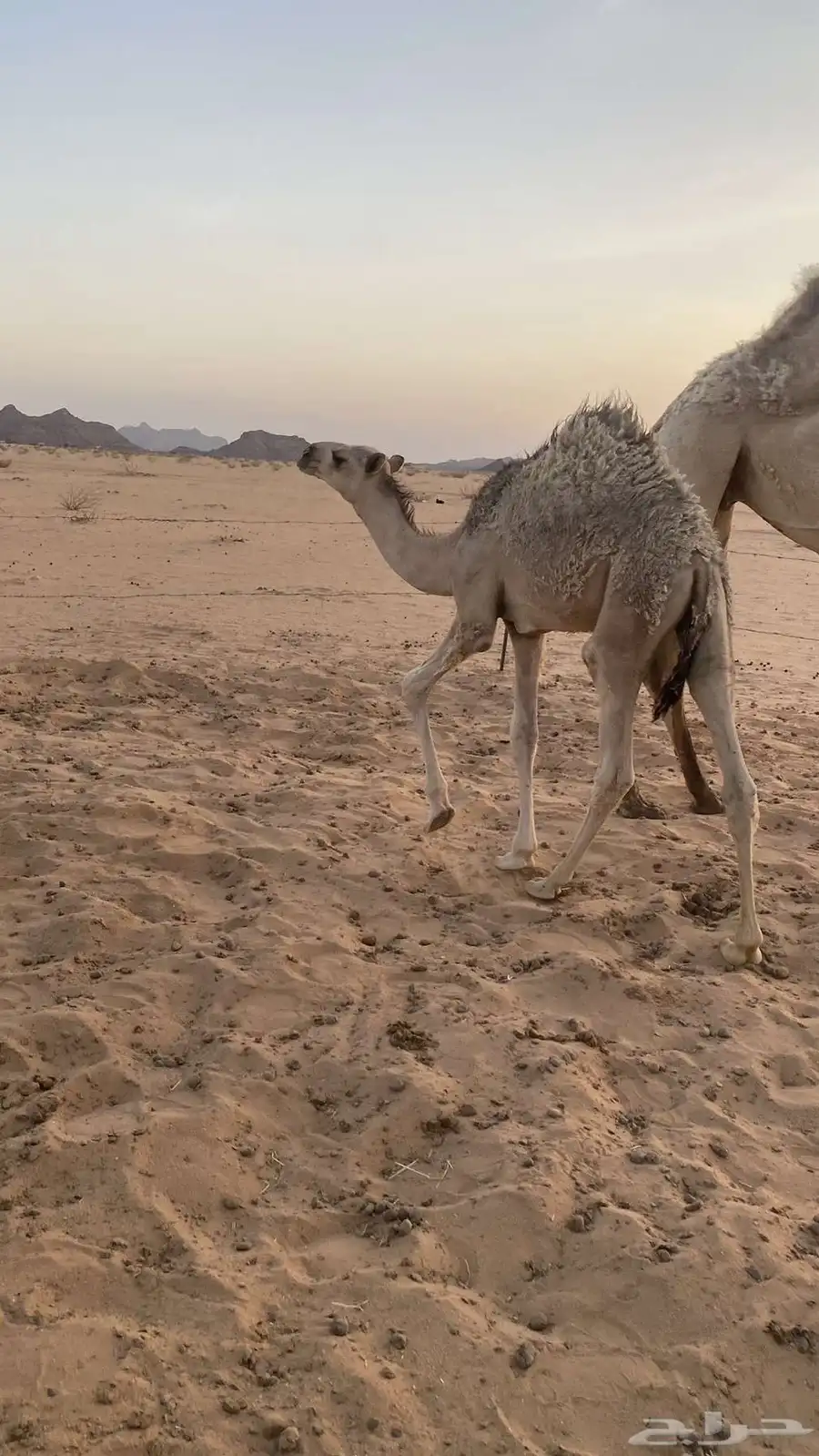 قعود للبيع 0