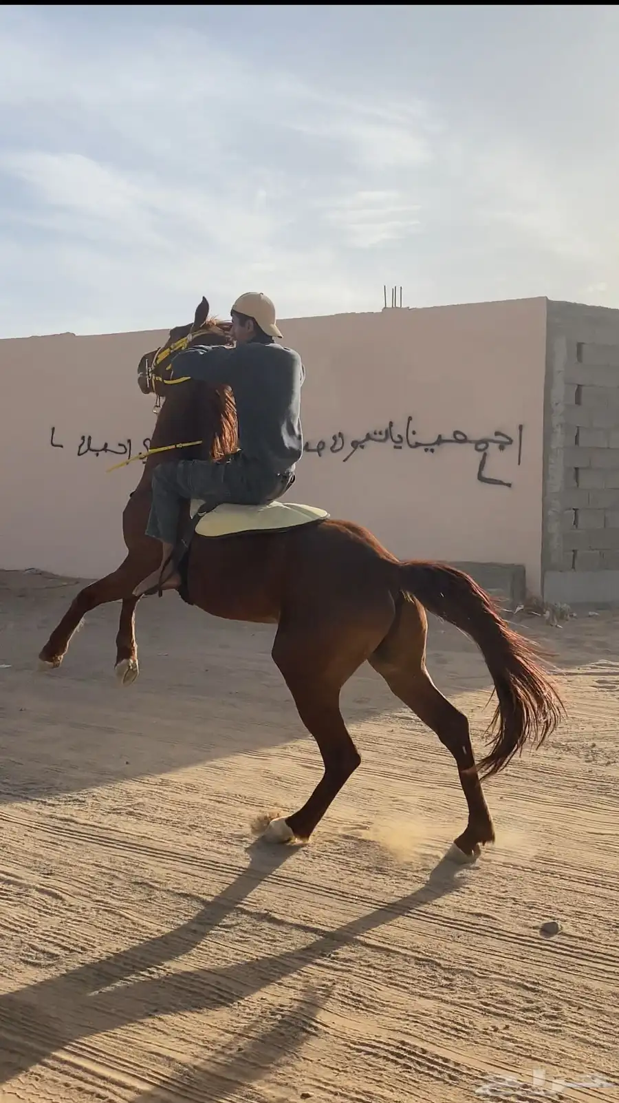 حصان شعبي . 1