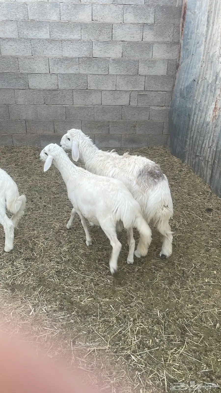 طليان 0