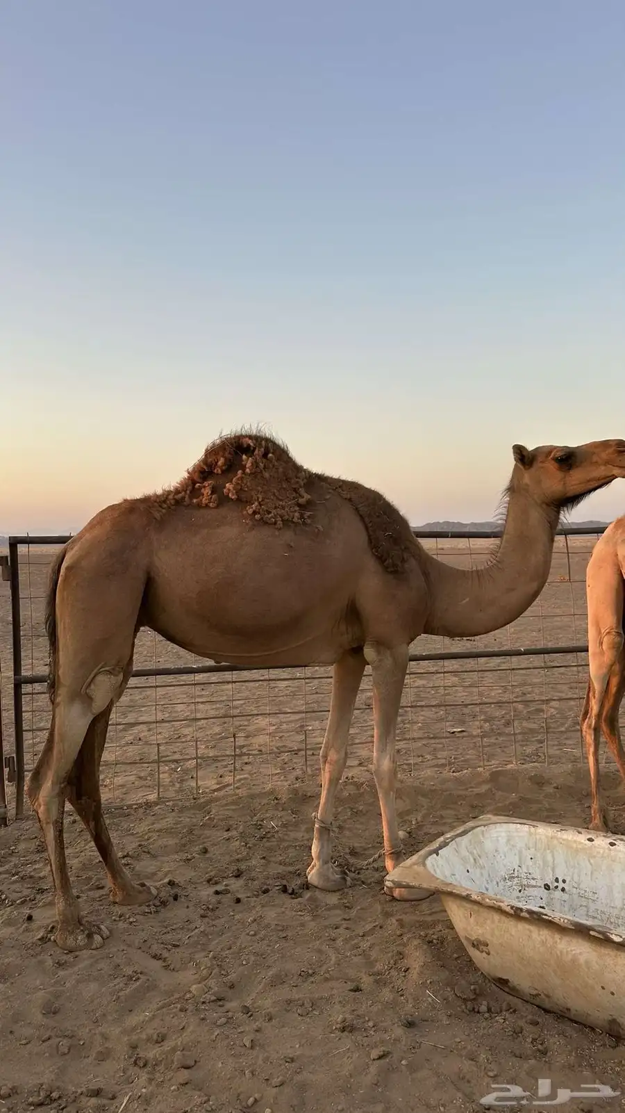 ناقه لحم 0