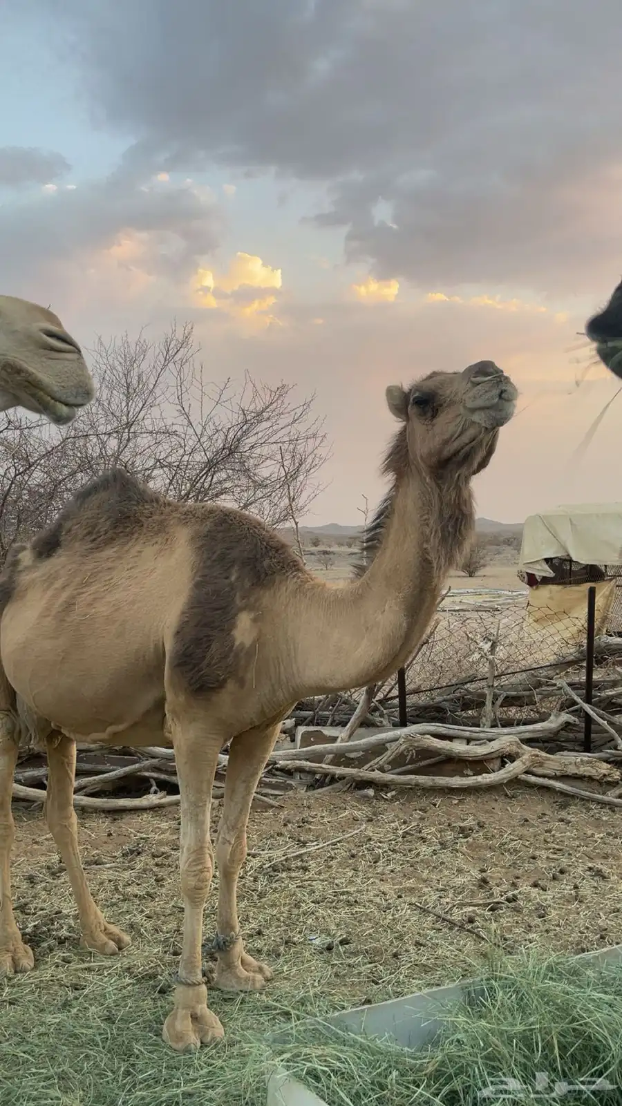 ناقه لقحه موفي 2