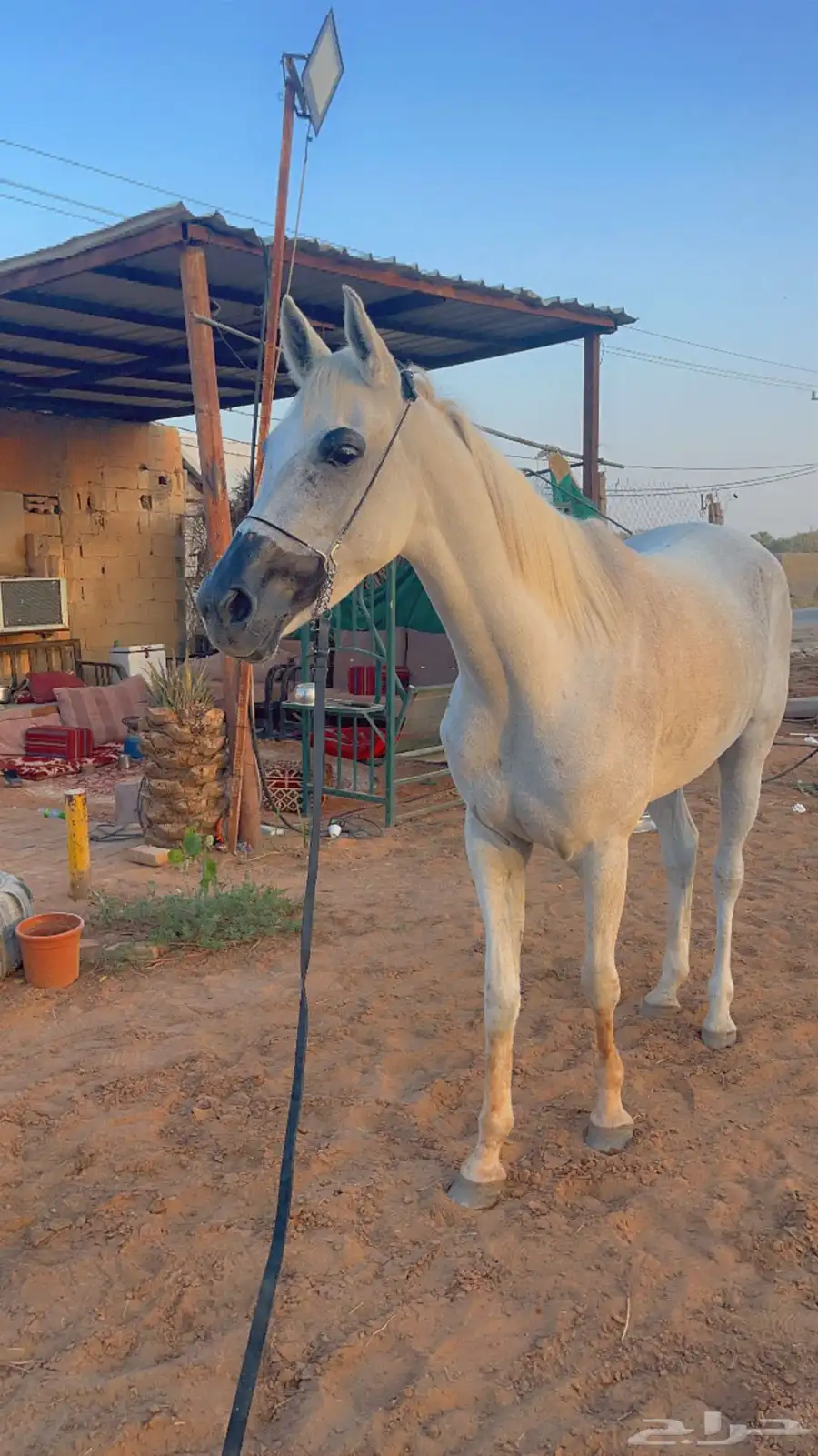 فرس شعبيه 0