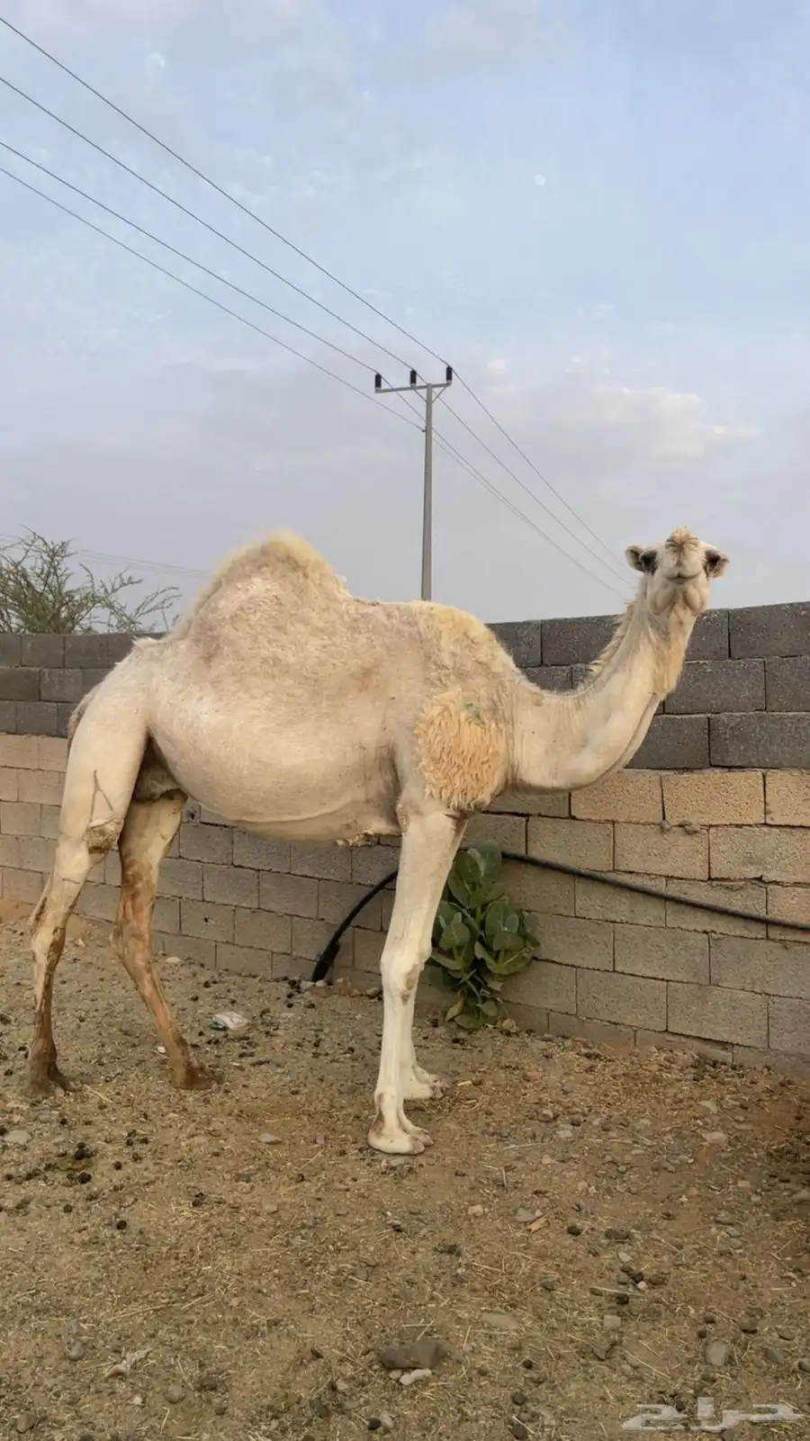 ناقة لقحة للبيع 0
