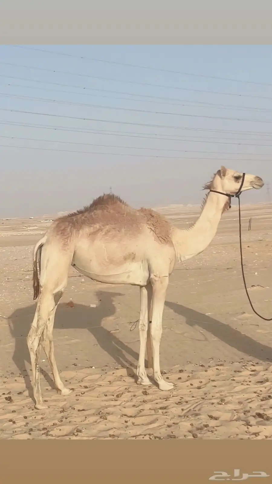 هجن طيبه عجوم 2