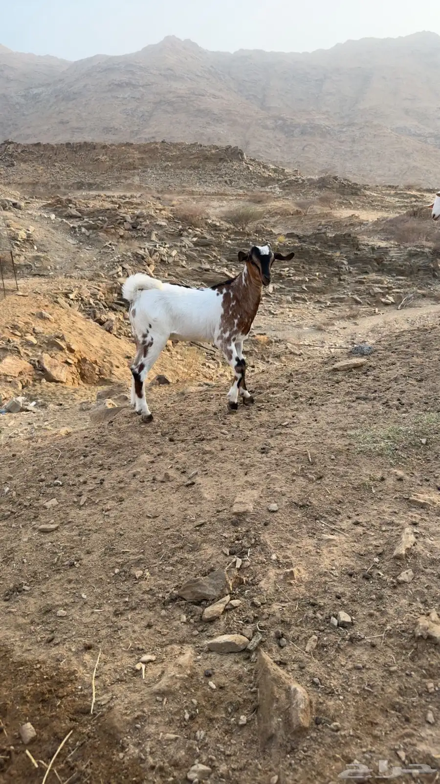 تيس يرضع 0