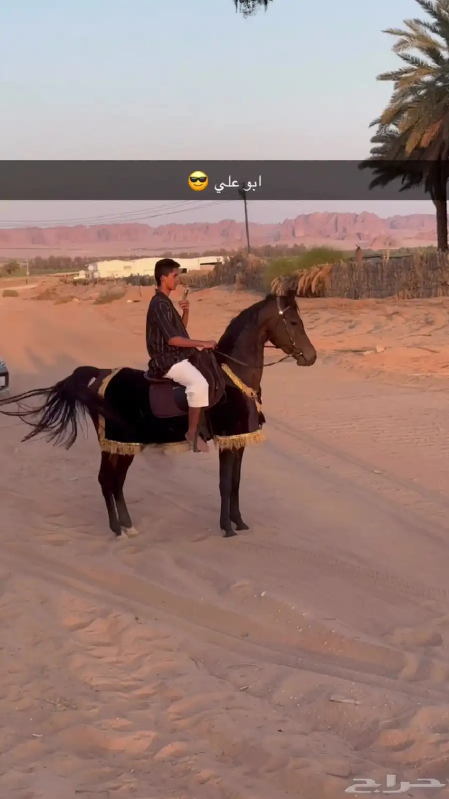 حصان شعبي كميت 2